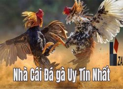 Zala88 | Tổ chức cá cược đá gà online tiền thưởng lớn