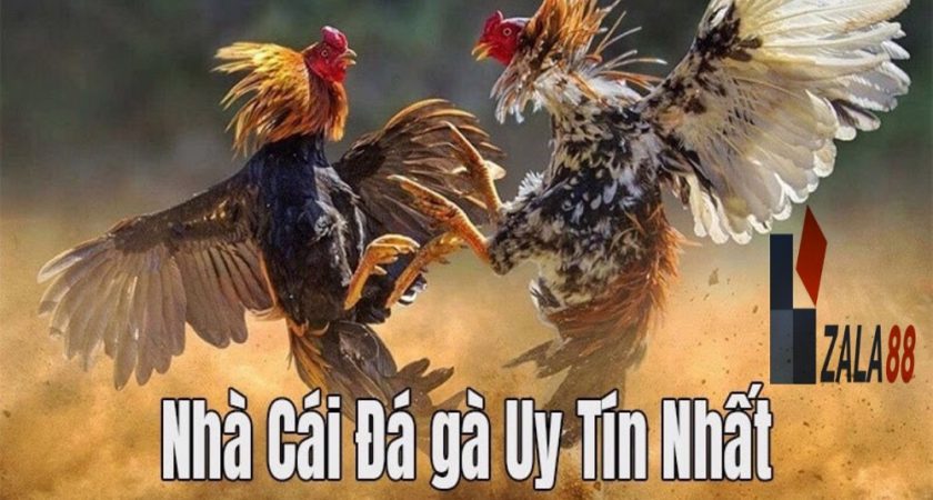 Zala88 | Tổ chức cá cược đá gà online tiền thưởng lớn